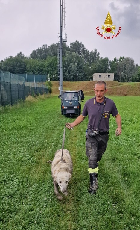 Banchette I Pompieri Salvano Un Cane Rimasto Intrappolato Nel Fango