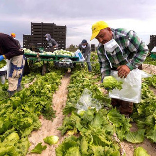 Coldiretti Piemonte: &quot;Servono tempi certi per l’ingresso dei lavoratori stagionali”