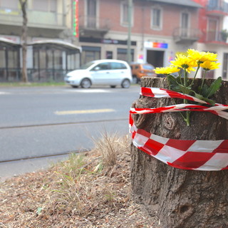 Fiori gialli su quel che resta dei ceppi di Corso Belgio. I residenti: &quot;Delusi, nessuno ci ha avvisati&quot; [FOTO E VIDEO]