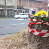 Fiori gialli su quel che resta dei ceppi di Corso Belgio. I residenti: &quot;Delusi, nessuno ci ha avvisati&quot; [FOTO E VIDEO]