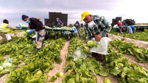 Coldiretti Piemonte: &quot;Servono tempi certi per l’ingresso dei lavoratori stagionali”