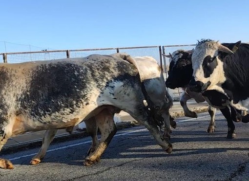 Tori in fuga invadono corso Allamano e bloccano il traffico: panico tra gli automobilisti