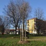 Grugliasco città sempre più verde: piantati 90 nuovi alberi