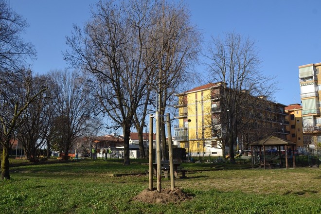 Grugliasco città sempre più verde: piantati 90 nuovi alberi