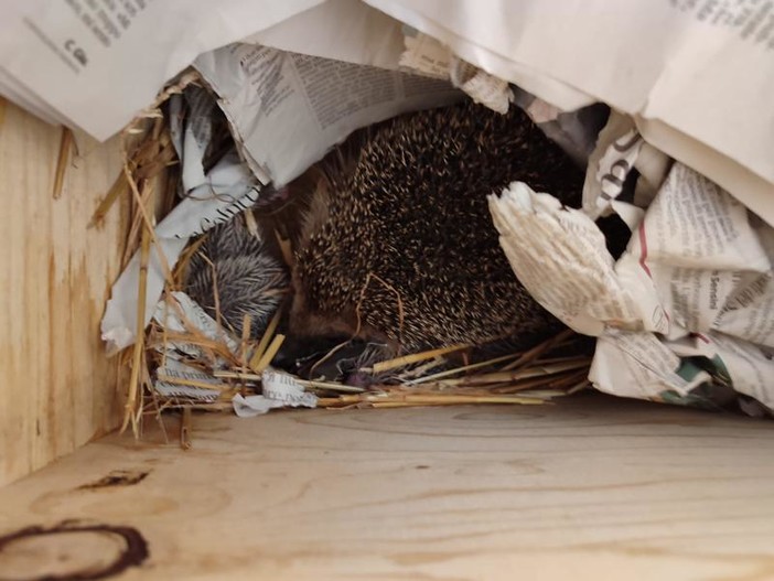 Femmina di riccio salvata dal cantiere di via Druento partorisce sette cuccioli