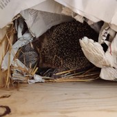 Femmina di riccio salvata dal cantiere di via Druento partorisce sette cuccioli