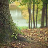 Tremila nuovi alberi a Torino entro l'estate: la siccità del 2022 ne ha uccisi 2.500