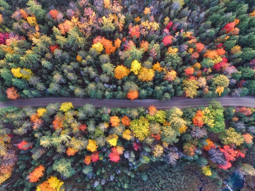 Autunno periodo di foliage: scopri e difendi la natura con il WWF