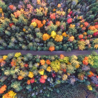 Autunno periodo di foliage: scopri e difendi la natura con il WWF