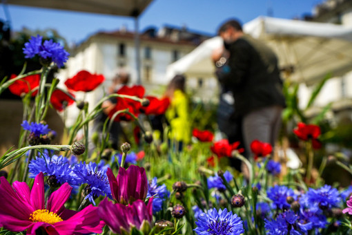 Domenica 22 settembre Agriflor porta fiori e prootti agroalimentari in piazza Vittorio