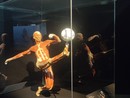 Body Worlds Vital