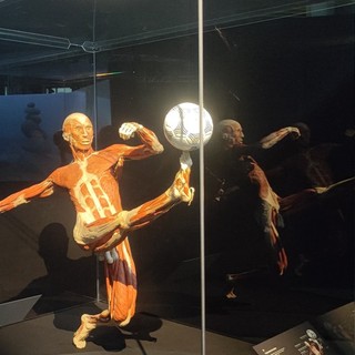 Body Worlds Vital