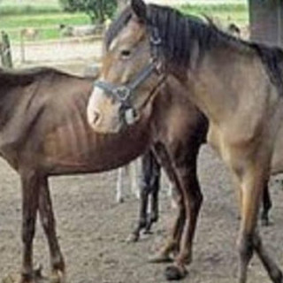 La sequenza degli zoccoli di un cavallo con la stessa ritmica della musica: lo studio condotto da Unito