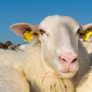 Blue Tongue, Coldiretti Piemonte:&quot; Mettere in campo piano d’azione regionale&quot;