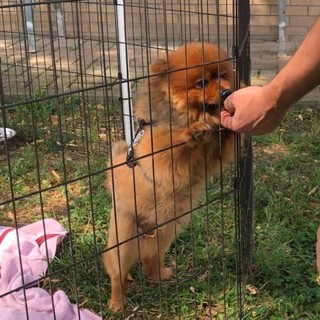 Immagine di un amico a quattro zampe al canile di Torino