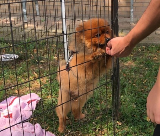 Immagine di un amico a quattro zampe al canile di Torino