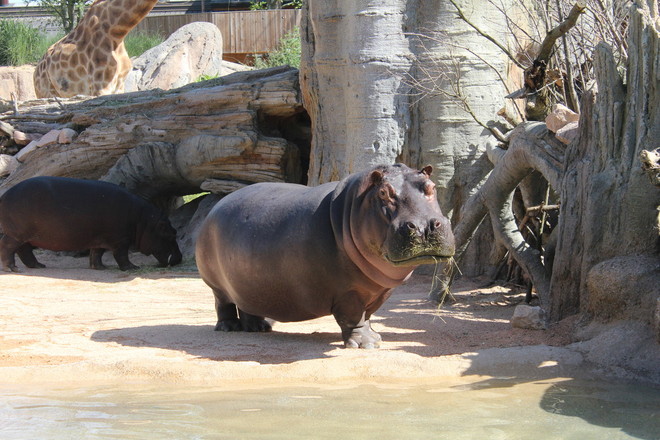 Il Bioparco Zoom dice addio all’ippopotamo Lisa