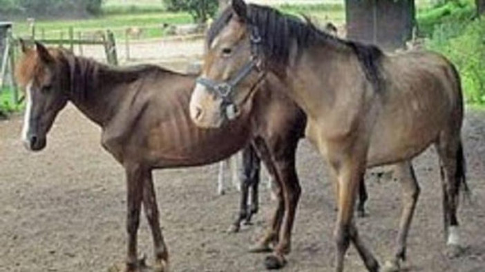 La sequenza degli zoccoli di un cavallo con la stessa ritmica della musica: lo studio condotto da Unito