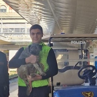 Un cane smarrito rischia di finire sui binari del treno a Porta Nuova: la polizia interviene e lo salva