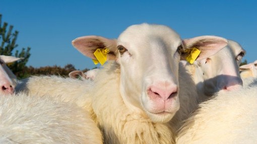 Blue Tongue, Coldiretti Piemonte:&quot; Mettere in campo piano d’azione regionale&quot;