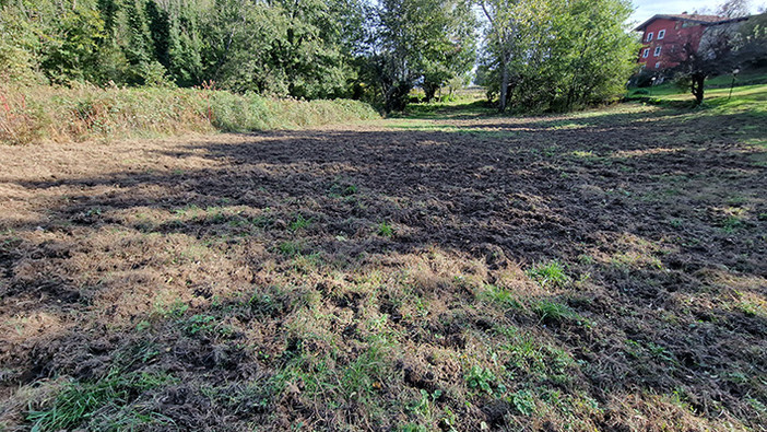 Parco 5 laghi di Ivrea, da oltre un mese bloccato il contenimento dei cinghiali