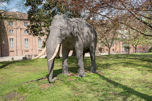 L'elefante Fritz torna alla Palazzina di Caccia di Stupinigi e si mette in mostra