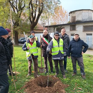 Collegno, per fare un albero ci vogliono 470 kg di sughero: piantumata una pianta