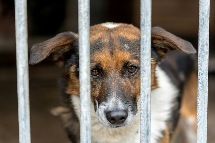 A Torino un animale ogni otto abitanti | 12photostory - tramite Unsplash