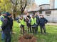 Collegno, per fare un albero ci vogliono 470 kg di sughero: piantumata una pianta