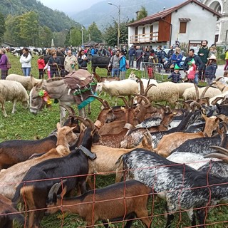 Licenziata la proposta di legge regionale su alpeggi e transumanza