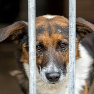 A Torino un animale ogni otto abitanti | 12photostory - tramite Unsplash