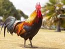 Disturbava il sonno degli abitanti di Luserna San Giovanni: la Polizia locale fa allontanare un gallo