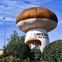 Giaveno si prepara a diventare la capitale dei funghi