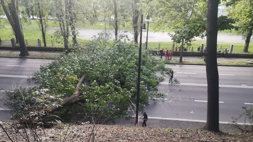 Grosso albero cade in corso Moncalieri, attimi di panico