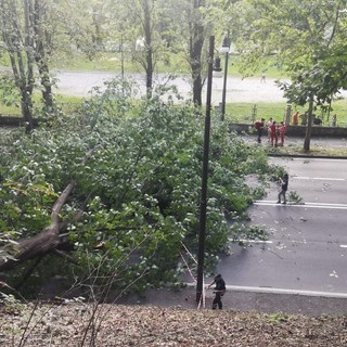 Grosso albero cade in corso Moncalieri, attimi di panico