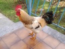 Il gallo allontanato dagli Airali