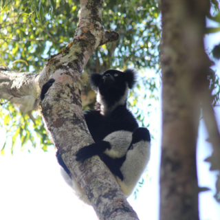 Comprendere lo sviluppo ritmico degli umani grazie ai lemuri: nuovo studio di UniTo