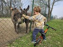 Api, pony, formaggi e laboratori per bambini: Cascina Falchera in festa per la primavera [FOTO]