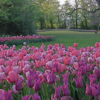 Messer Tulipano: al Castello di Pralormo torna l'evento che da 24 anni annuncia la primavera