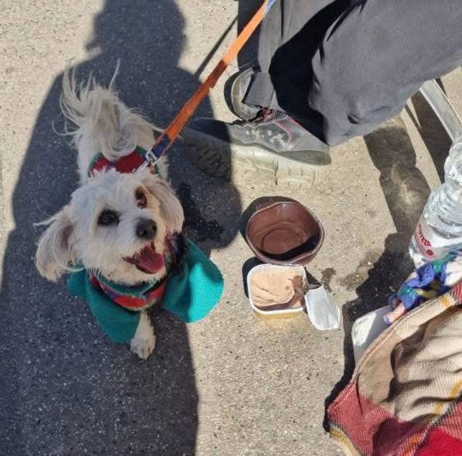 Continua il racket con i cani davanti agli ospedali