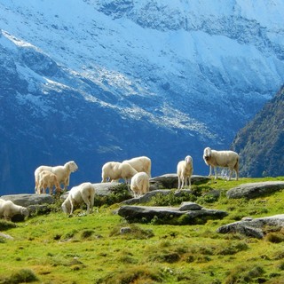 Blue Tongue, in Piemonte in arrivo il nuovo piano vaccinale