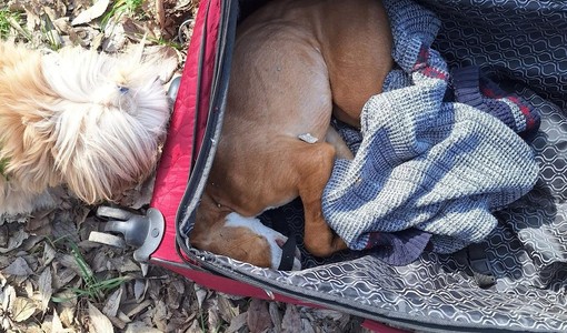 Il povero pitbull trovato nel parco Stura