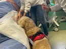 Come la pet therapy può aiutare i pazienti dell'ospedale di Rivoli