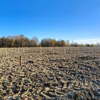 Carmagnola, riparte la riforestazione del bosco del Gerbasso