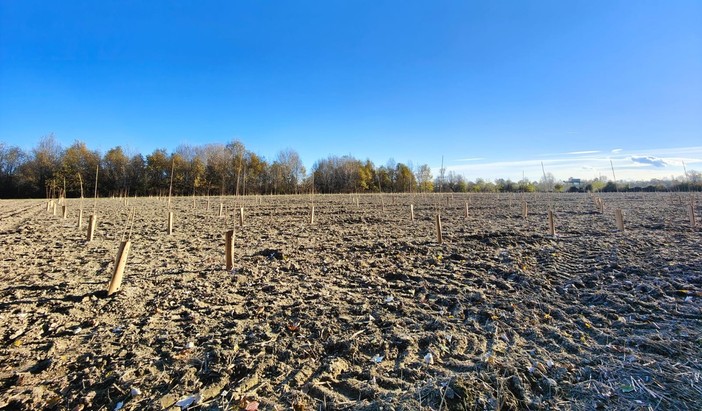 Carmagnola, riparte la riforestazione del bosco del Gerbasso