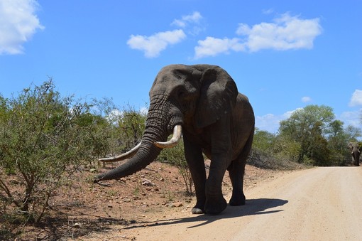 Viaggi organizzati nel cuore del Sudafrica: cosa vedere e come prepararsi