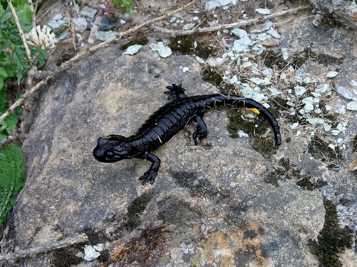 La salamandra di Lanza