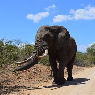 Viaggi organizzati nel cuore del Sudafrica: cosa vedere e come prepararsi