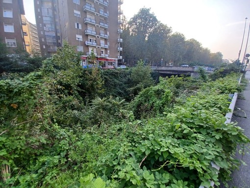 Il trincerone di Barriera di Milano si trasforma da discarica a giungla