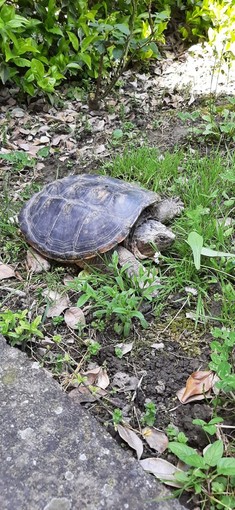 Una tartaruga azzannatrice recuperata dai tecnici del Canc di Grugliasco